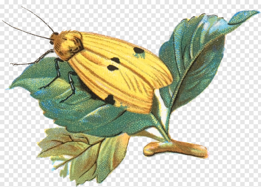 moth # 1094149