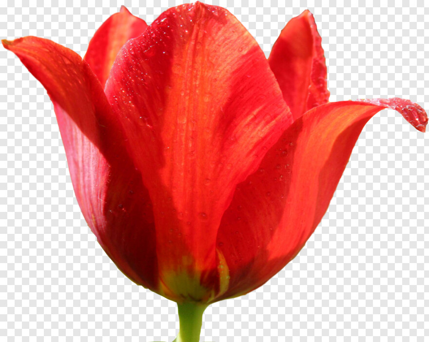 tulip # 597975