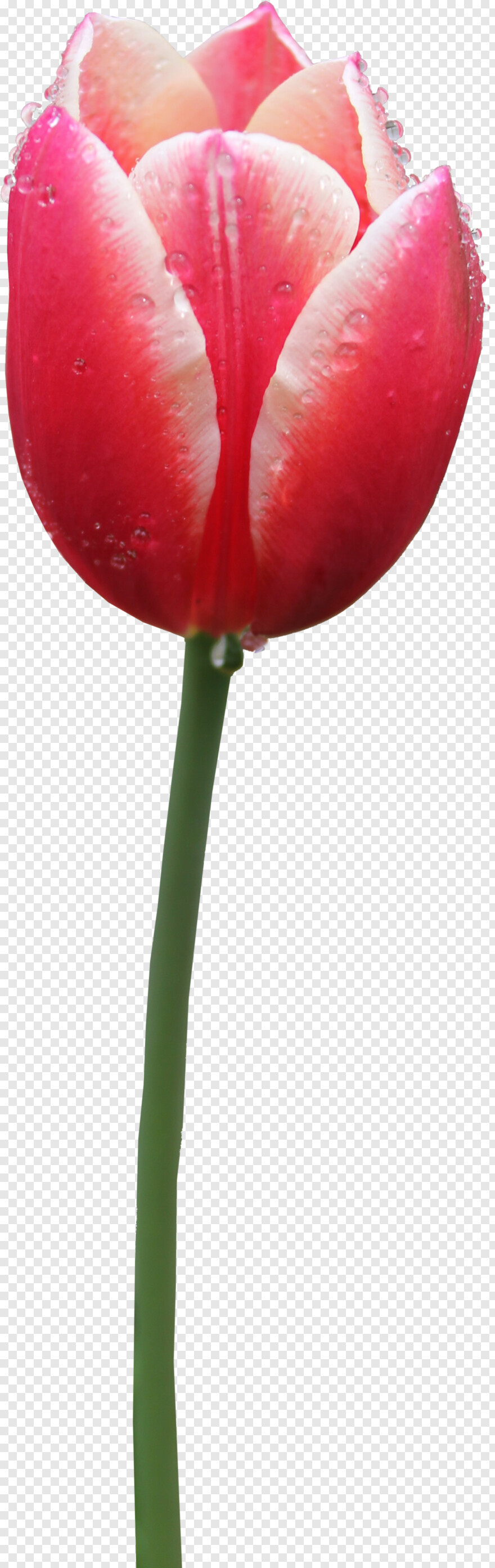 tulip # 597962
