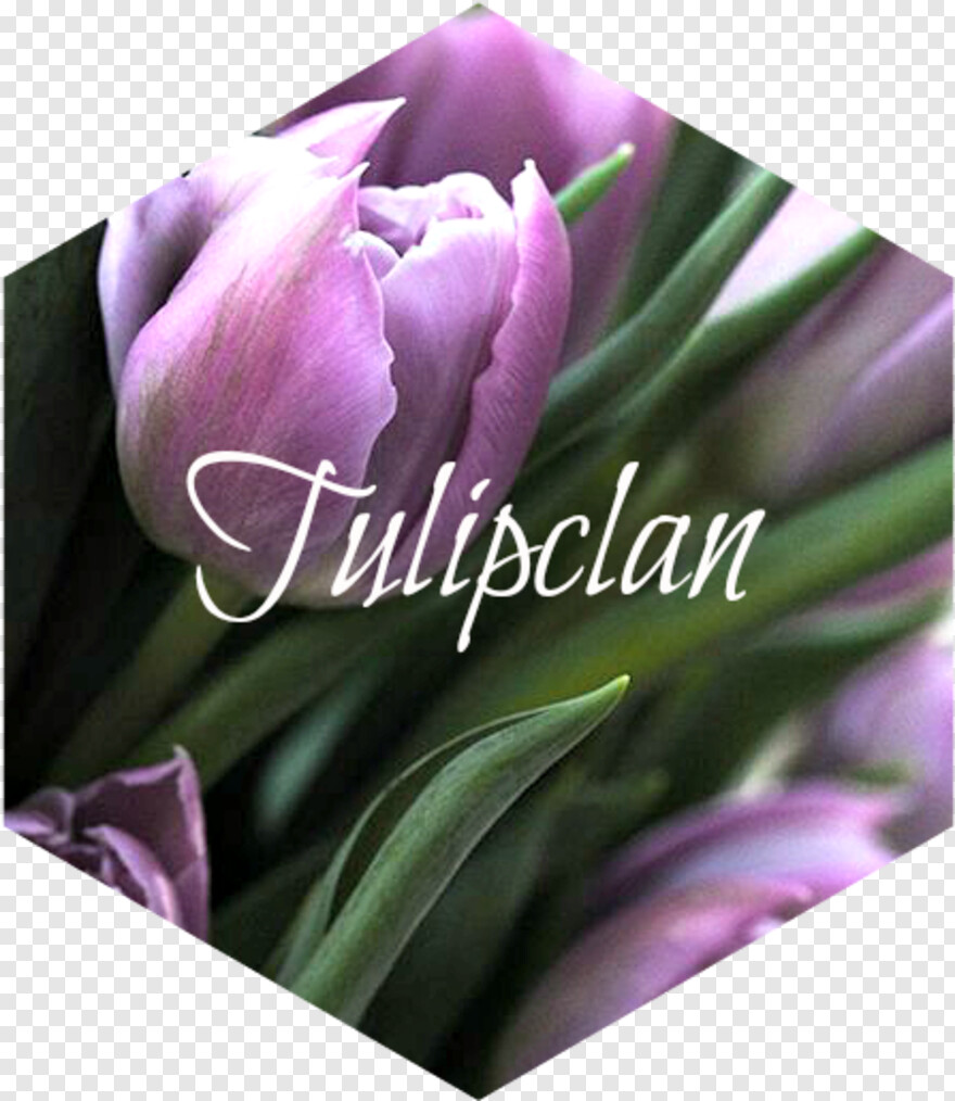 tulip # 597934