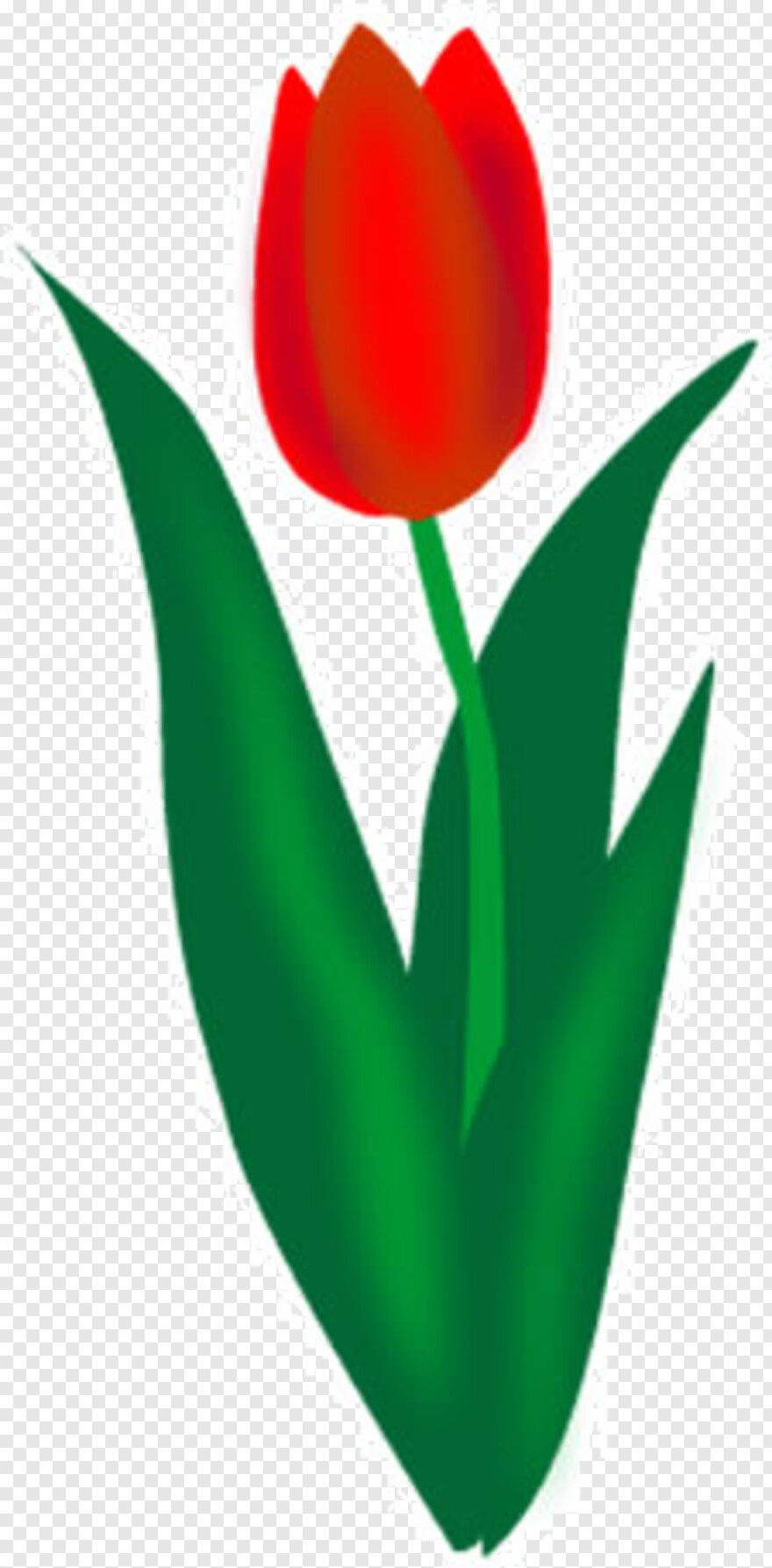 tulip # 427639
