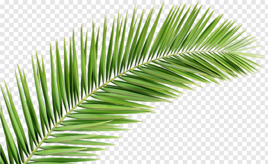 palm-tree # 461579