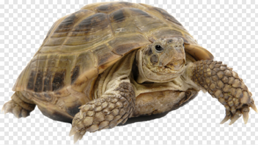 turtle # 636037