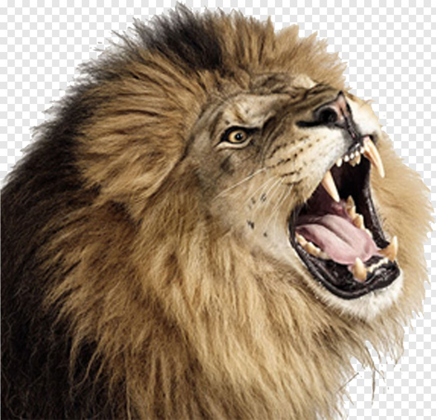 lion-roar # 429715