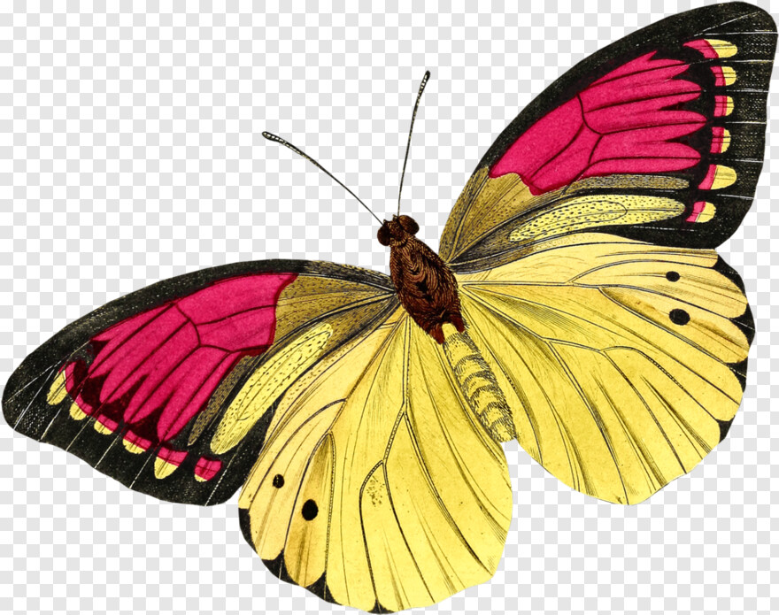 butterfly # 512582