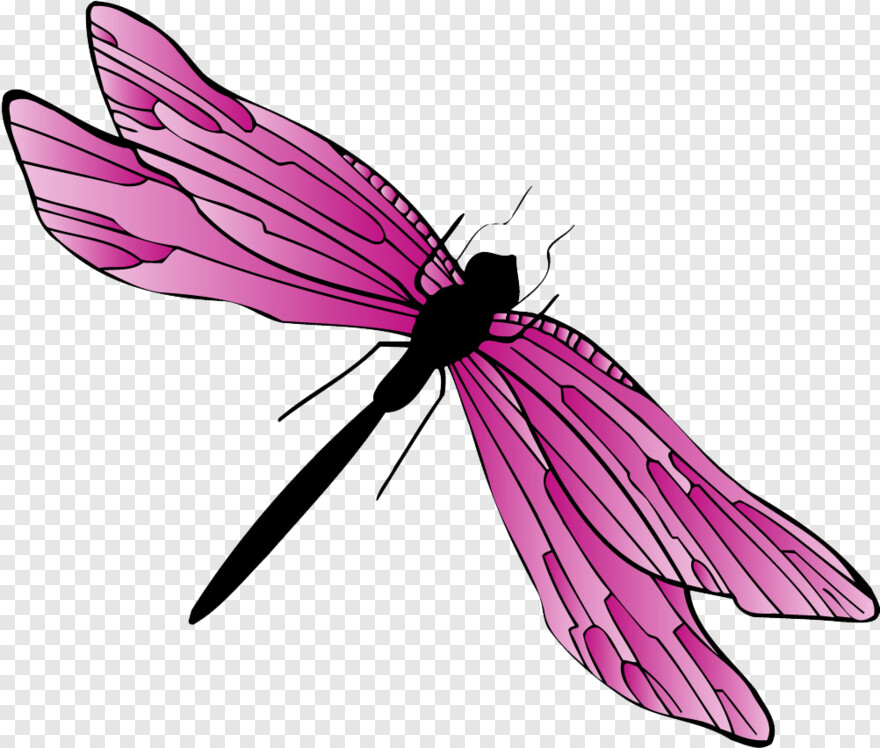 dragonfly # 884984