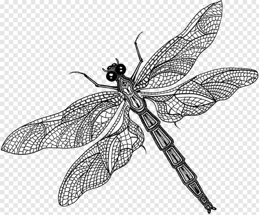 dragonfly # 356501
