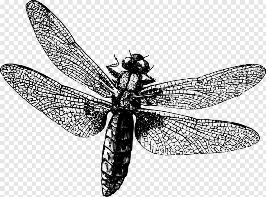 dragonfly # 884968