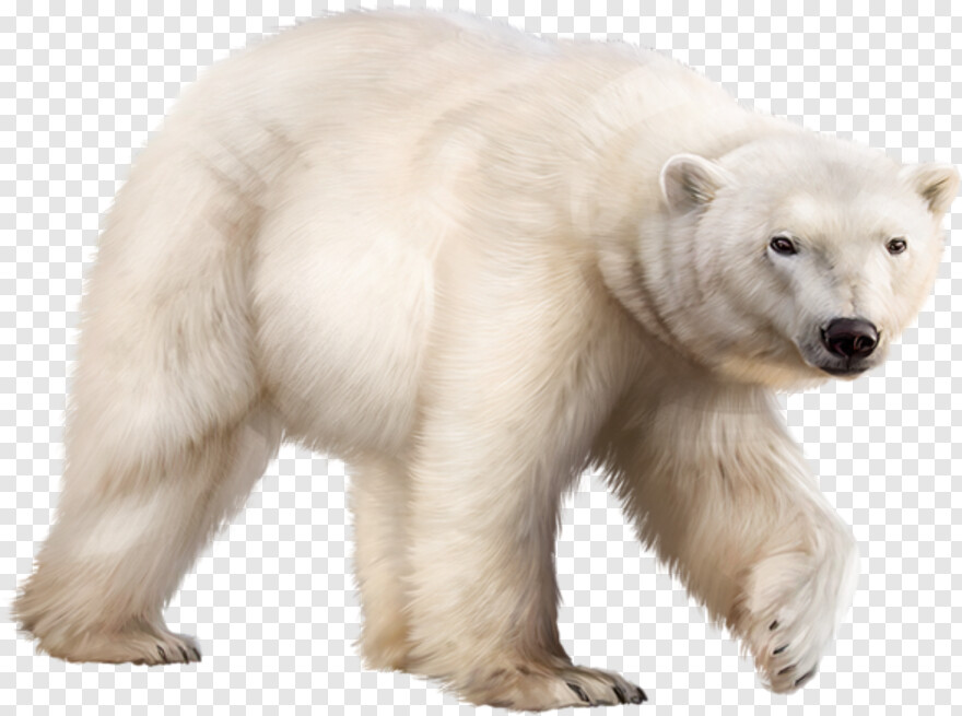 polar-bear # 388055