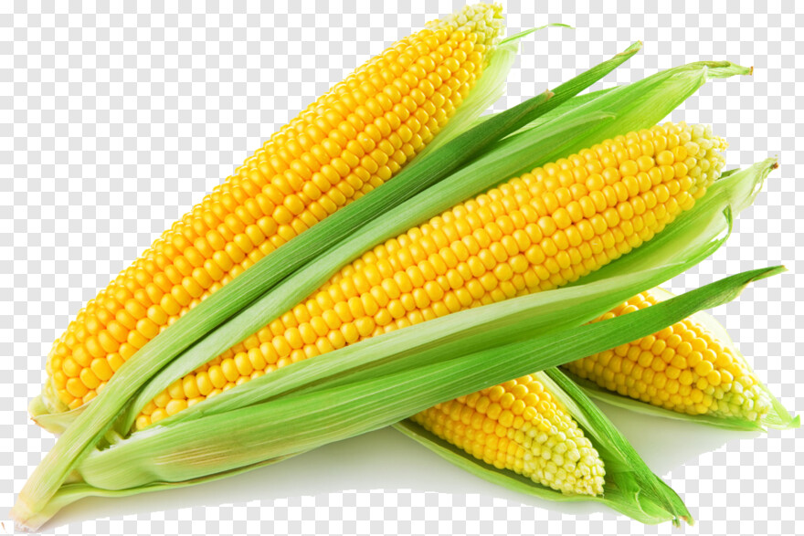 sweet-corn # 991355