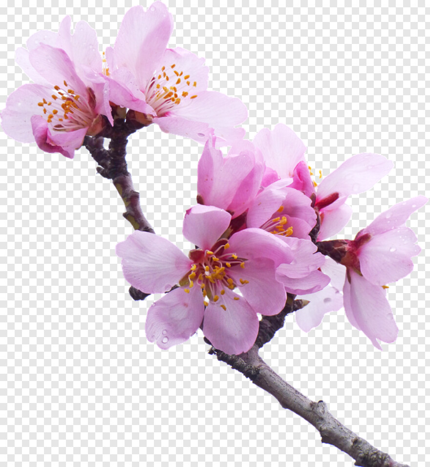 cherry-blossom # 344434