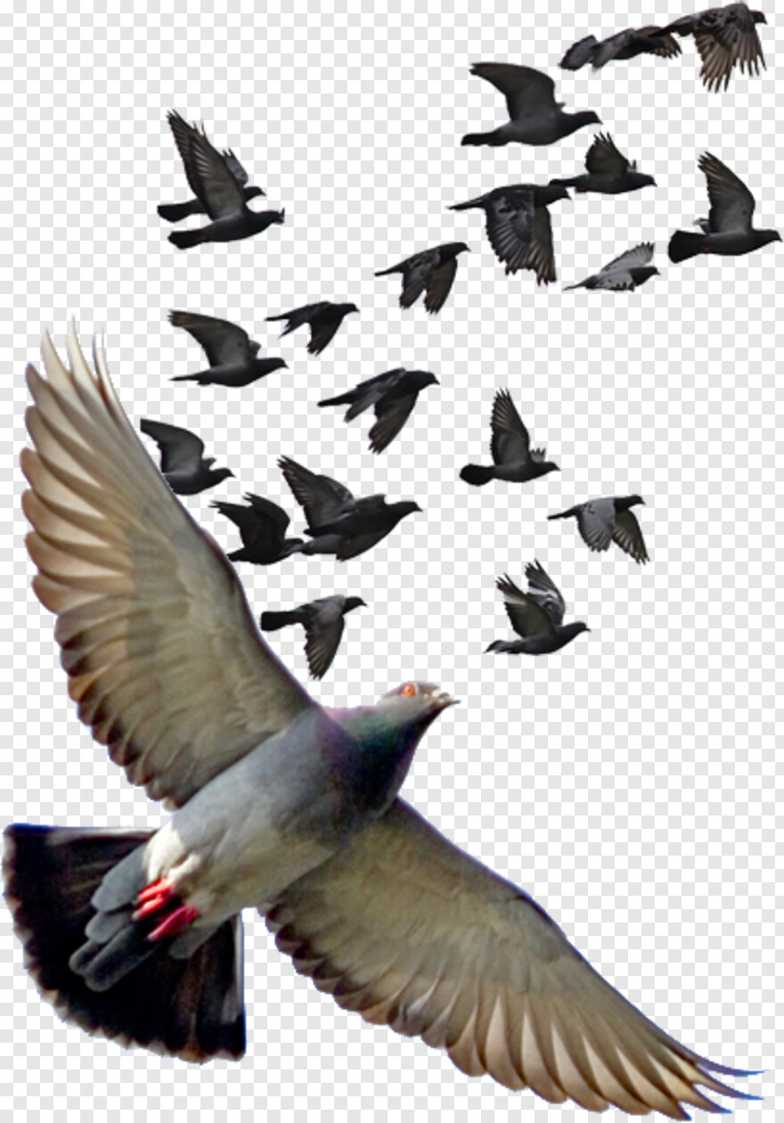 pigeon # 823238