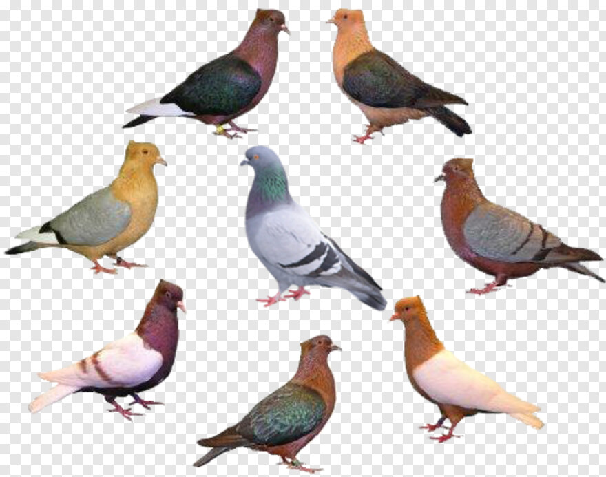 pigeon # 982572
