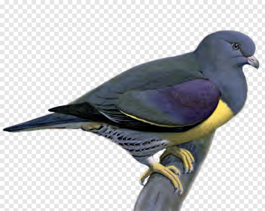 pigeon # 785797