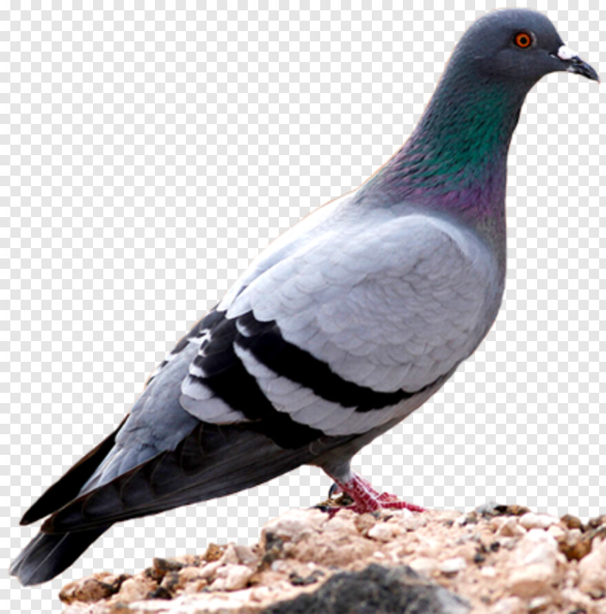 pigeon # 747337