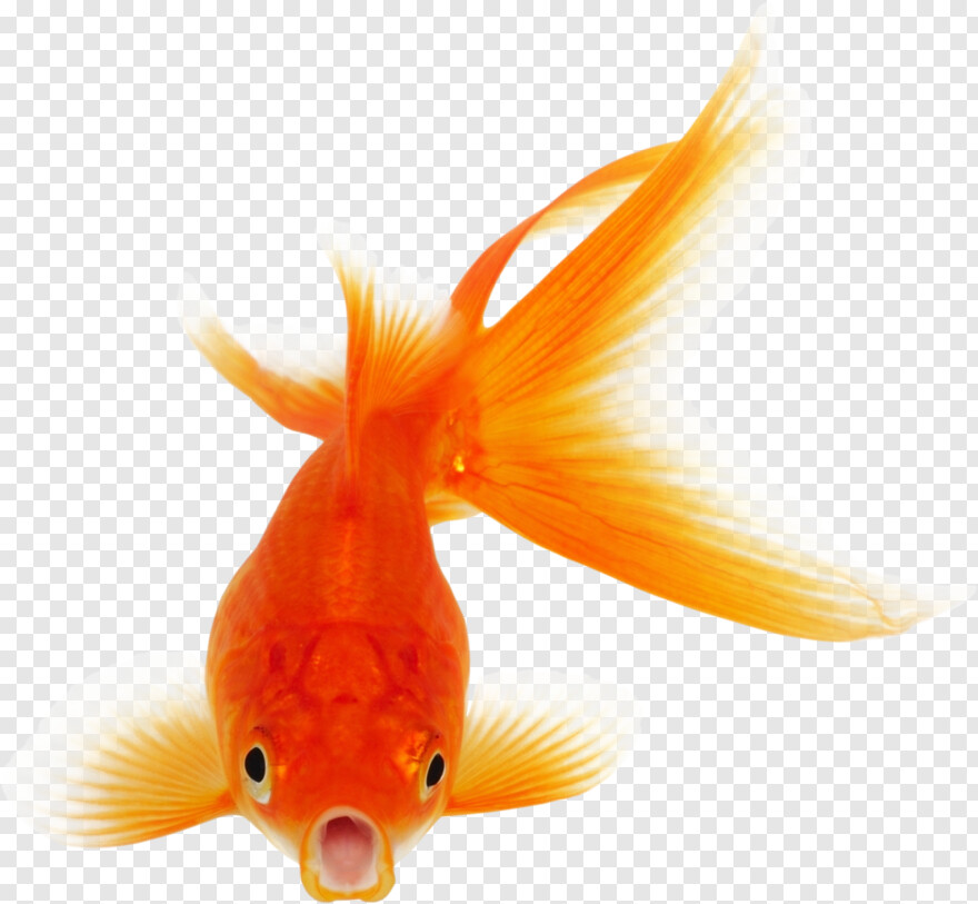 goldfish # 790348