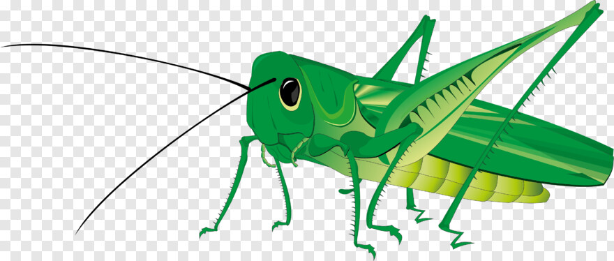 grasshopper # 783391