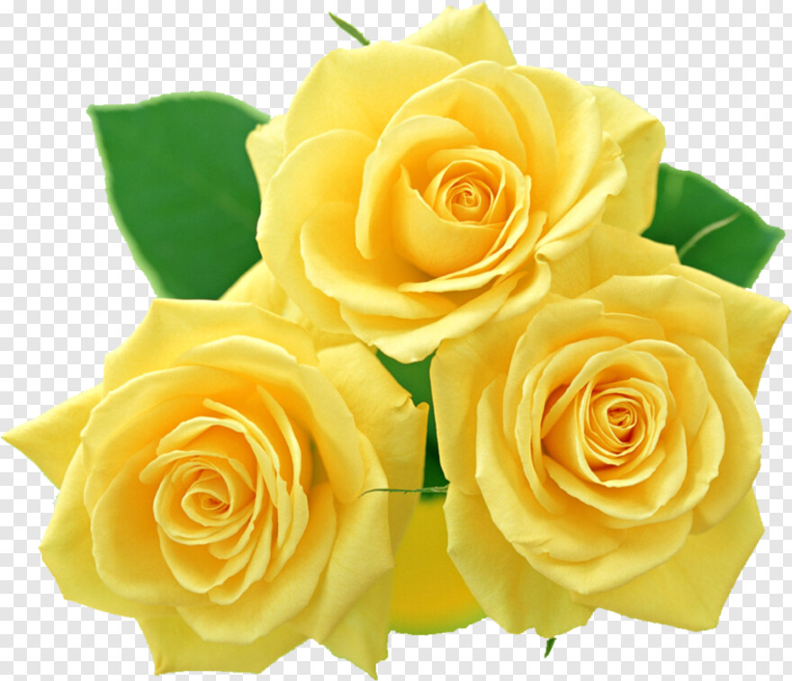 yellow-rose # 631900
