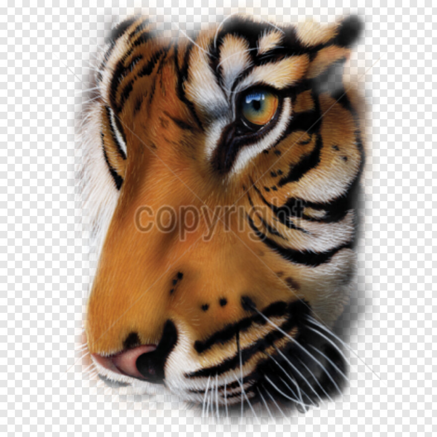 tiger # 512441