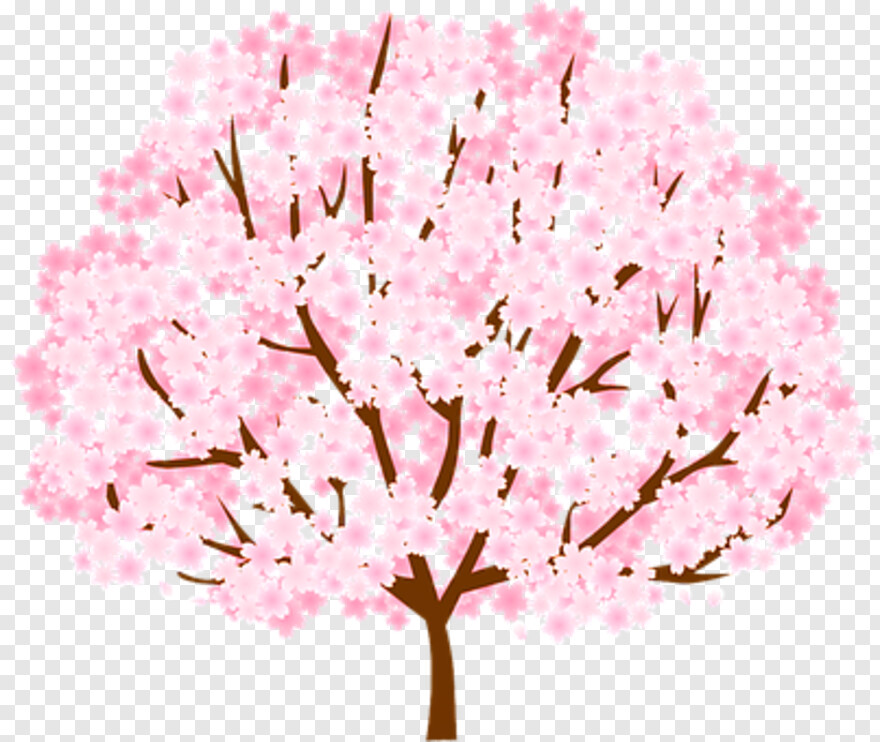 cherry-blossom # 459999