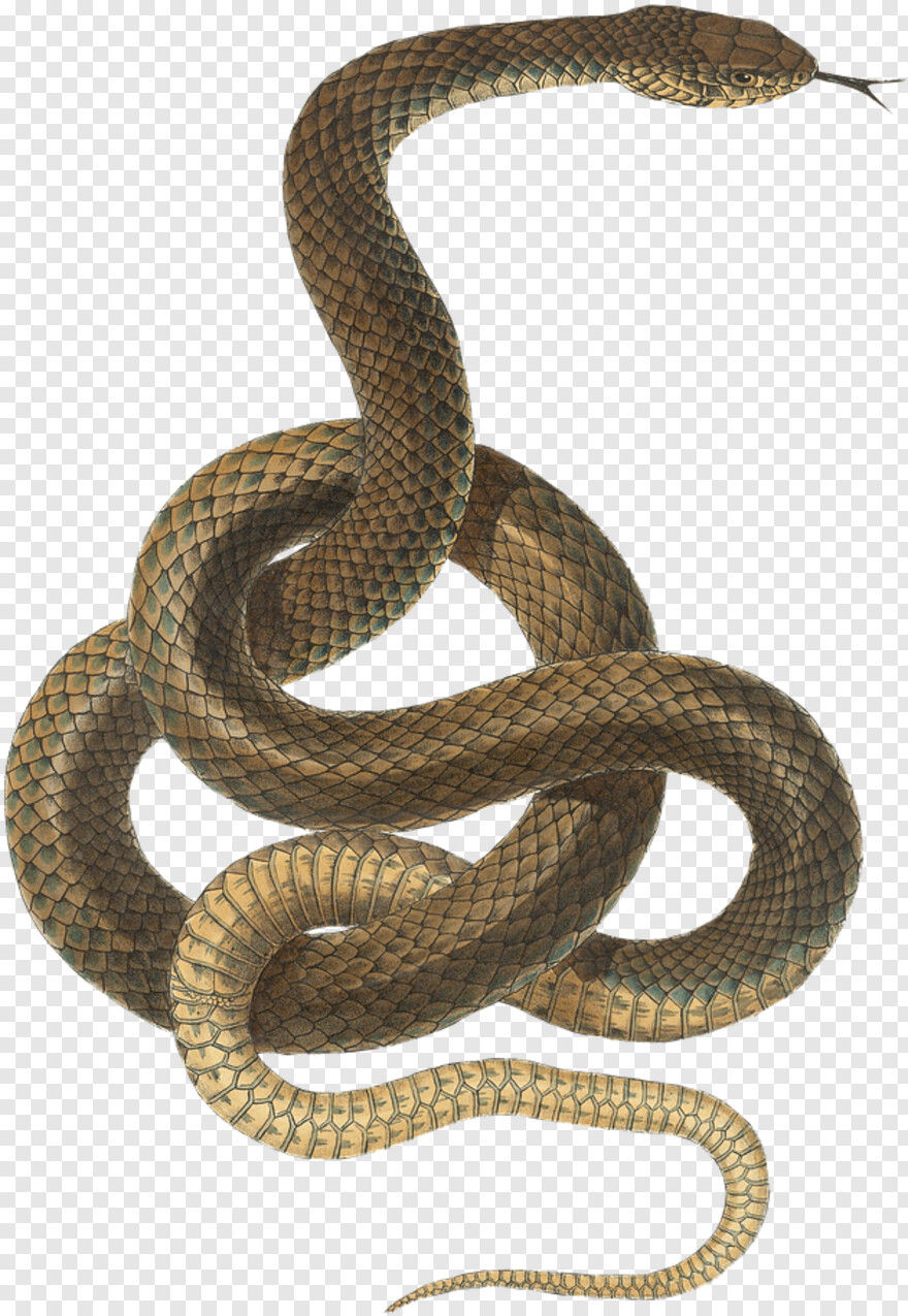 gucci-snake # 512396