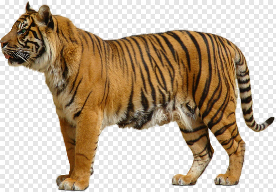 tiger # 602361