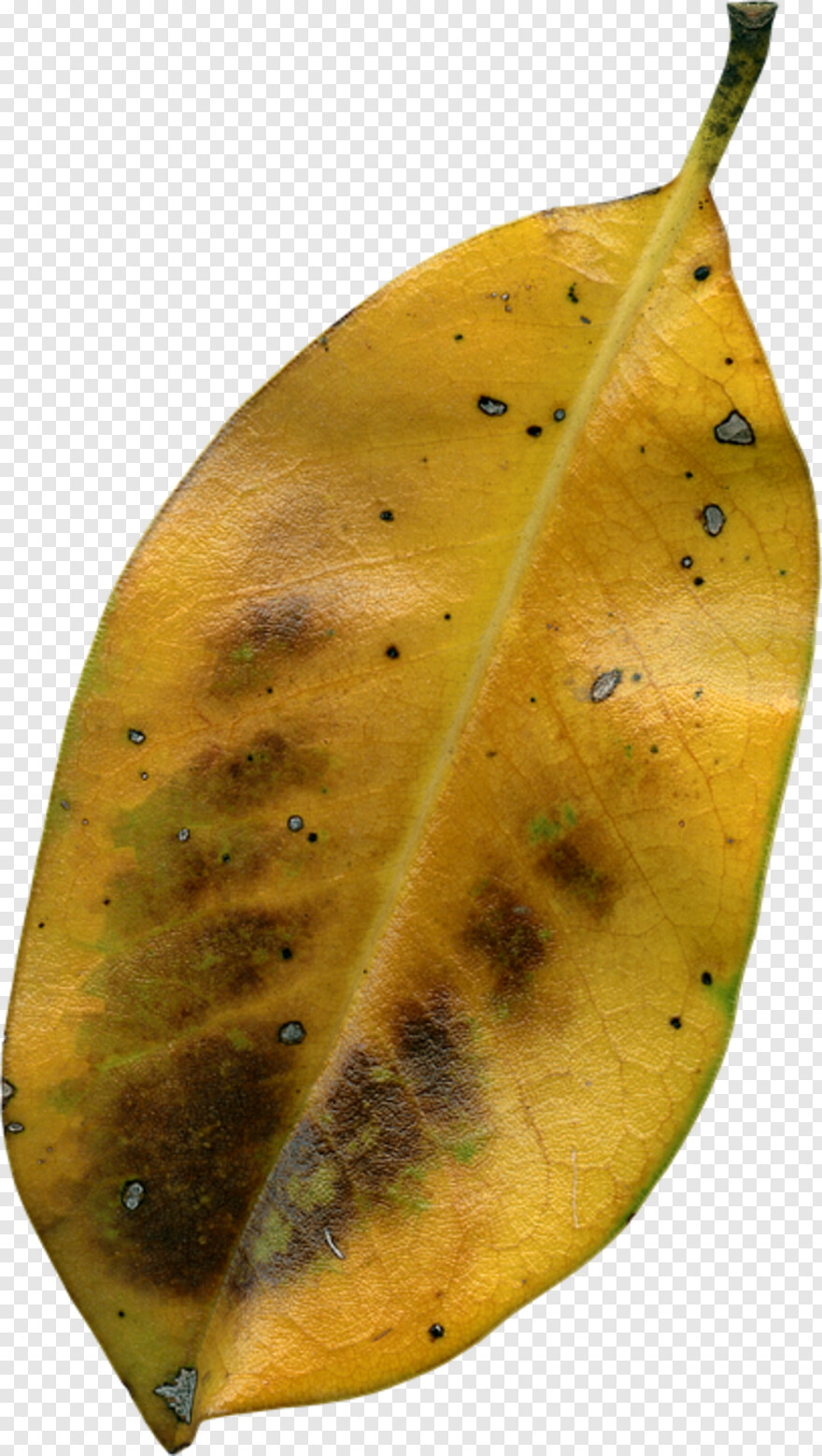 fall-leaf # 442047