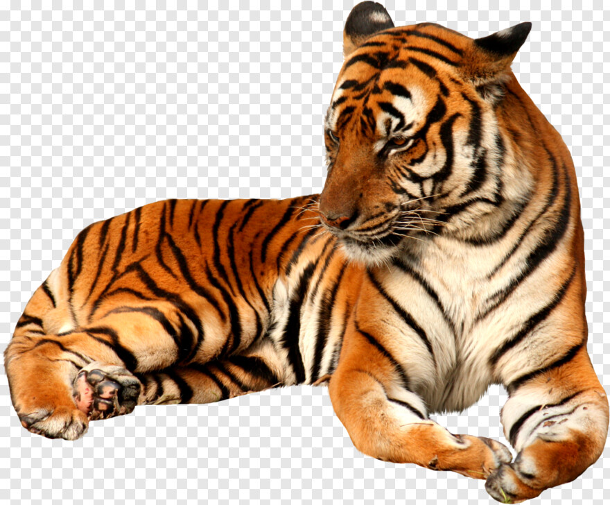 tiger # 429718