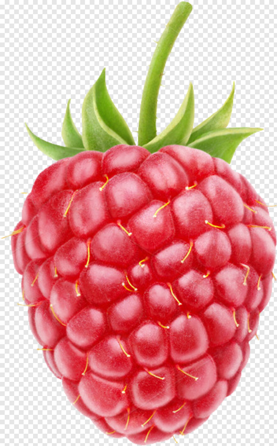 raspberry # 763944