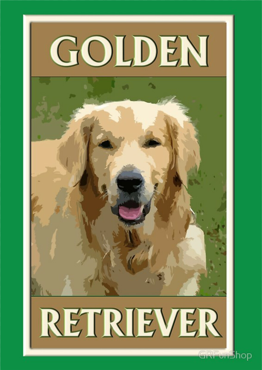 golden-retriever # 472564