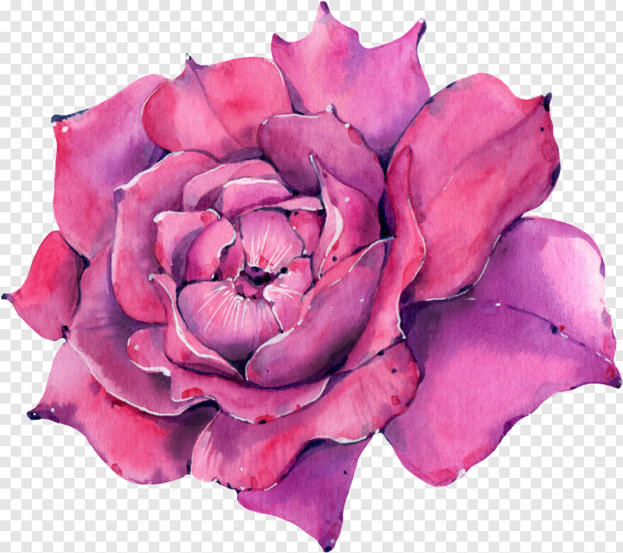 watercolor-rose # 344690