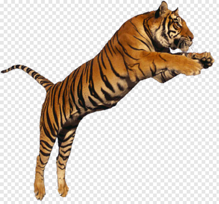 tiger # 465364