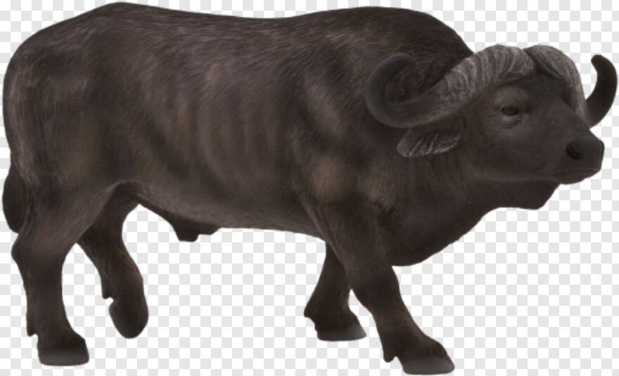 indian-buffalo # 558168