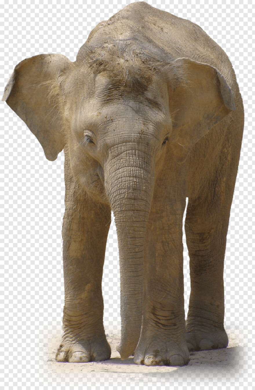 elephant # 869073