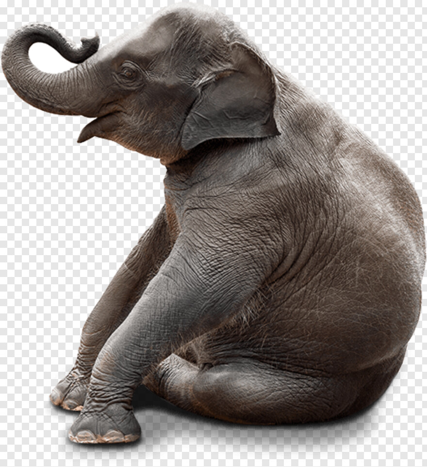elephant # 1040626