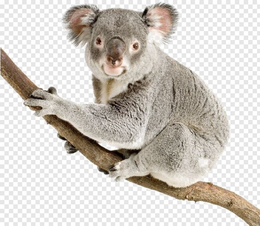 koala # 728865