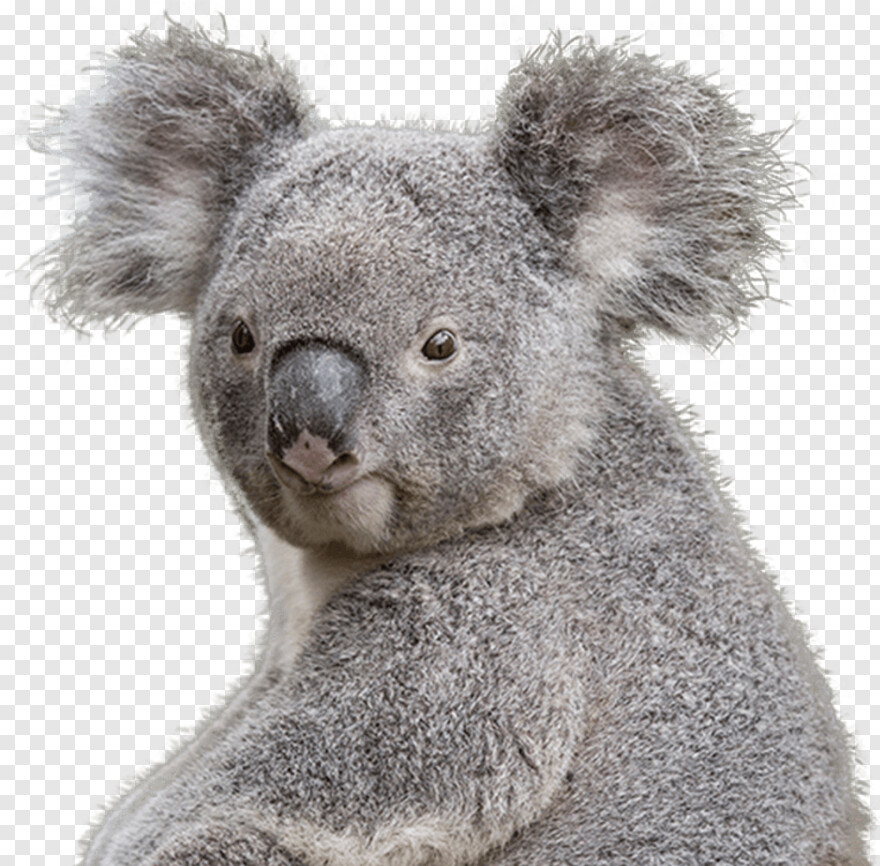 koala # 728858