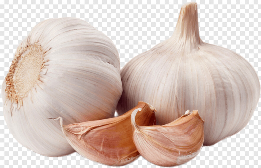 garlic # 803725