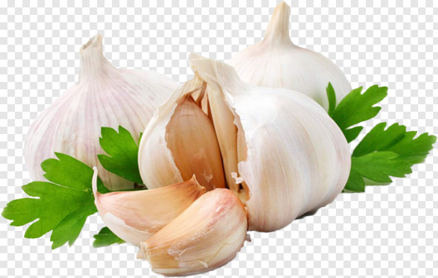 garlic # 803739