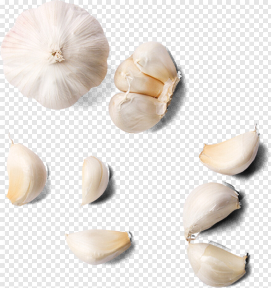 garlic # 803727
