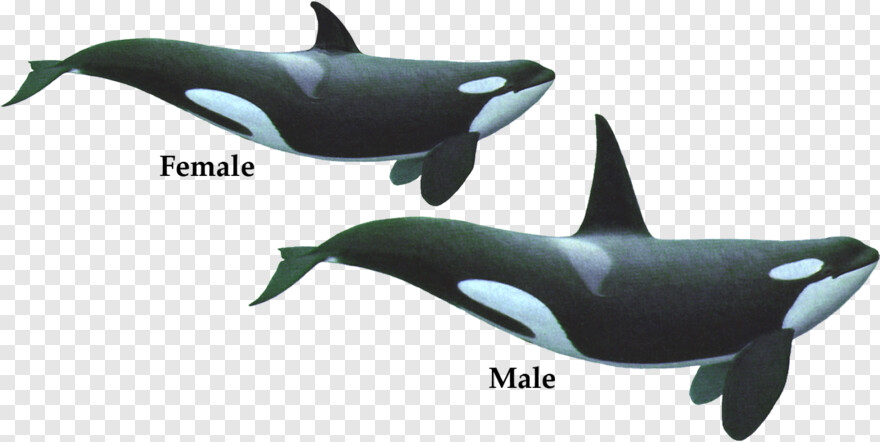 whale # 590734