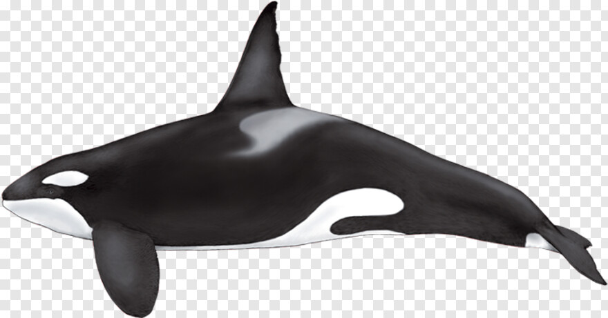 whale # 356350