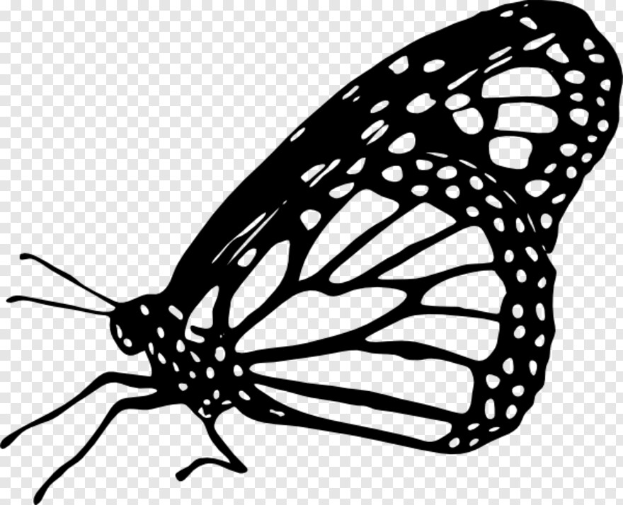 monarch-butterfly # 1094910