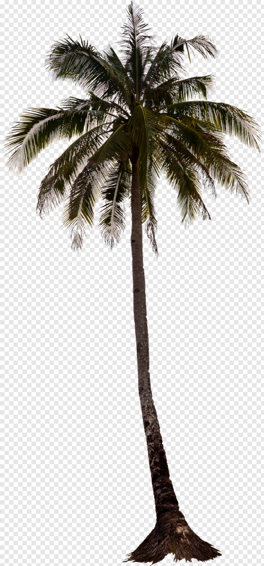 palm-tree # 461633