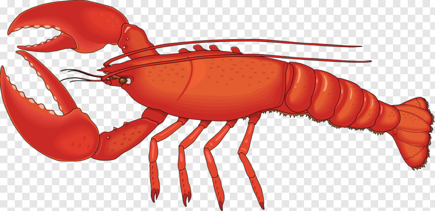 lobster # 711848