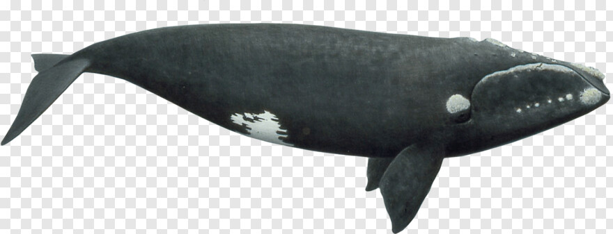whale-shark # 590710