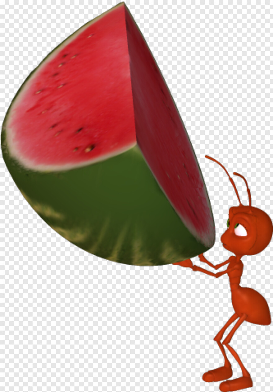 watermelon # 507072