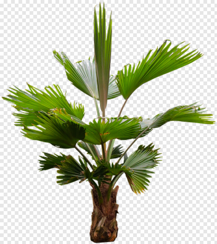 palm-tree # 461307