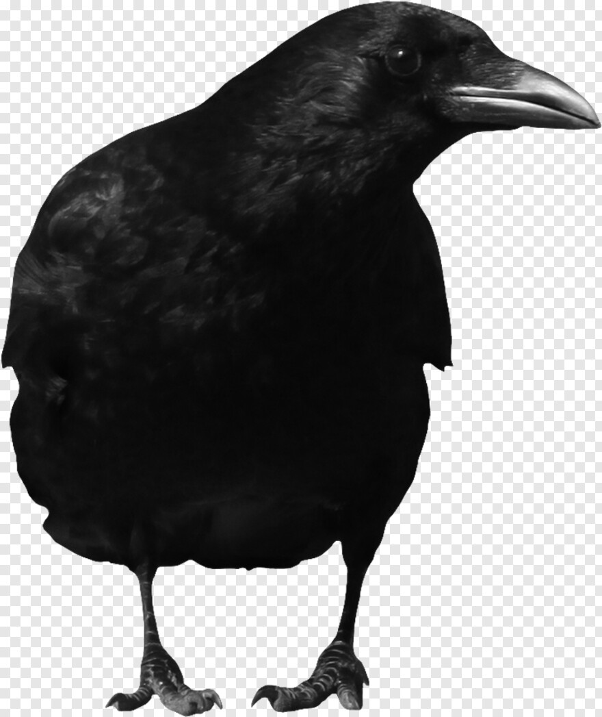 crow # 1000700