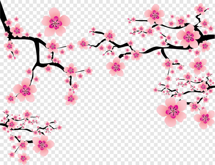 cherry-blossom # 584579